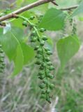 Populus nigra