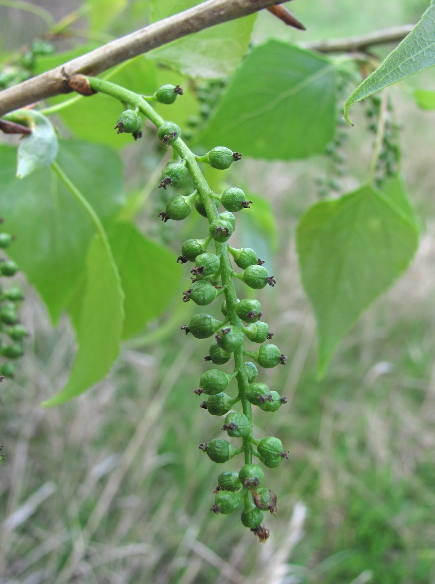 Image of Populus nigra specimen.