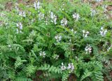 Astragalus alpinus