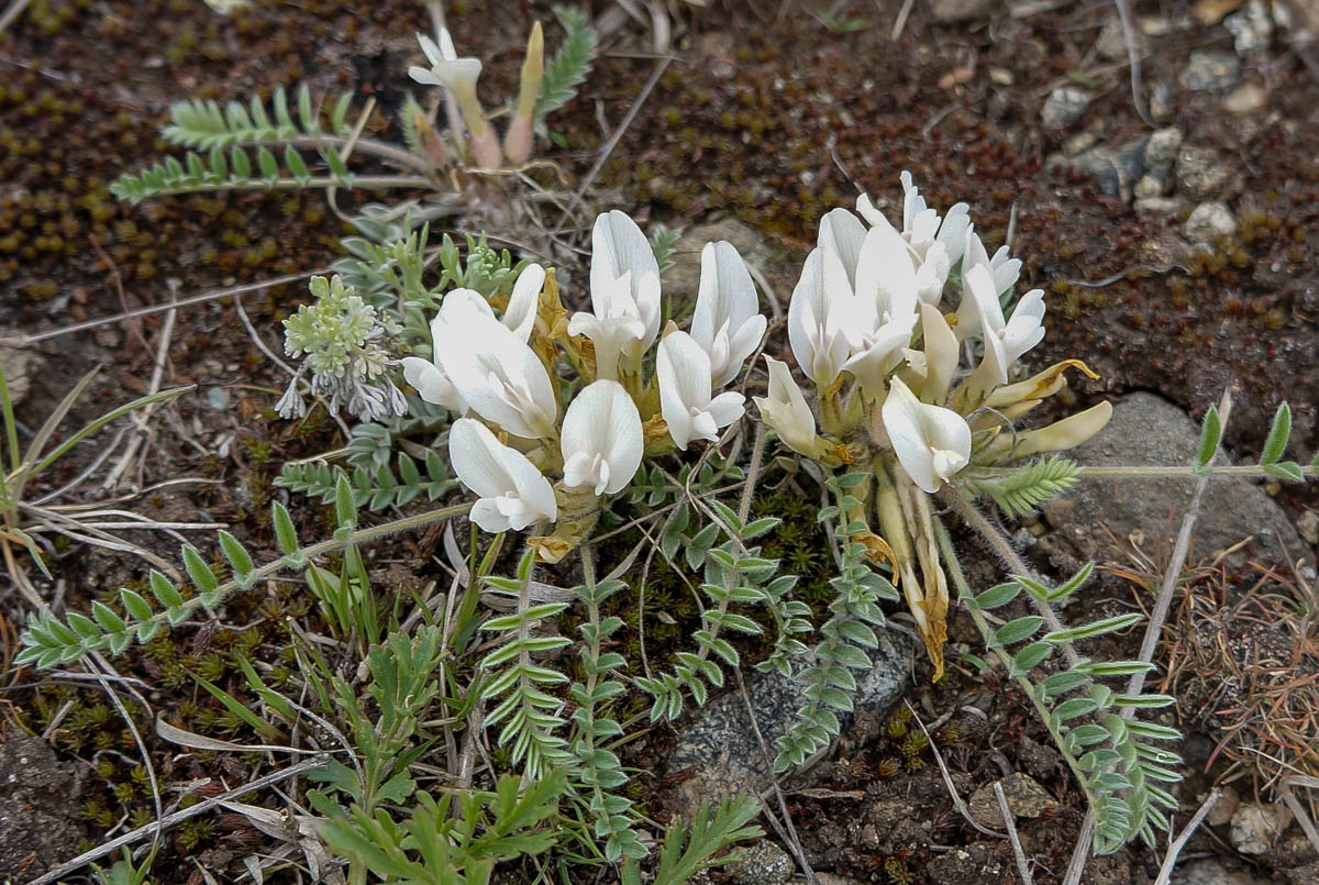 Изображение особи Astragalus testiculatus.