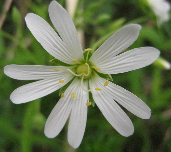 Image of Stellaria holostea specimen.