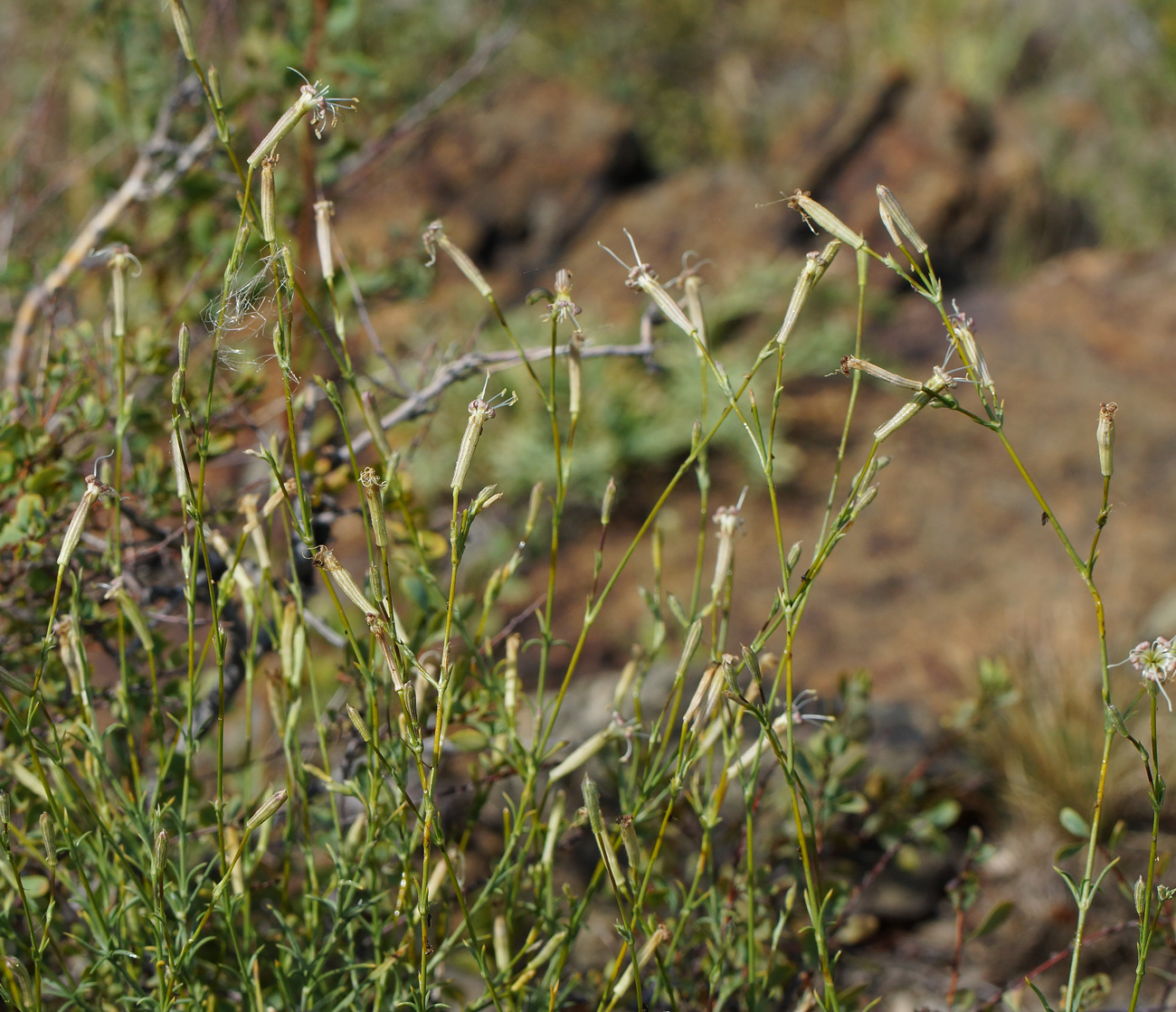 Image of Silene alexandrae specimen.