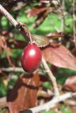 Prunus разновидность pissardii