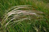 род Stipa. Соцветия. Тульская обл., Ефремовский р-н, долина р. Красивая Меча, разнотравно-ковыльная степь. 03.06.2018.