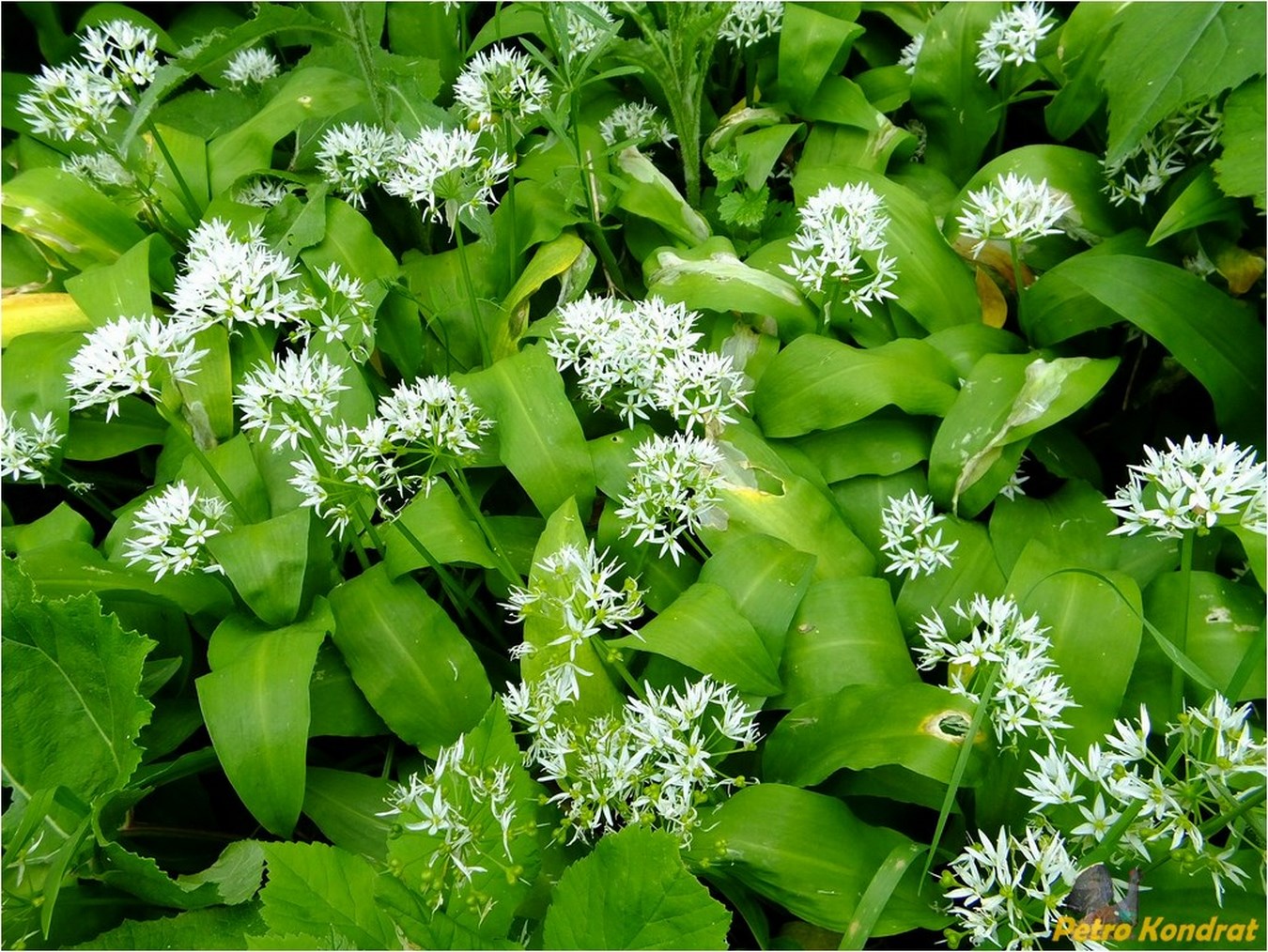 Изображение особи Allium ursinum.