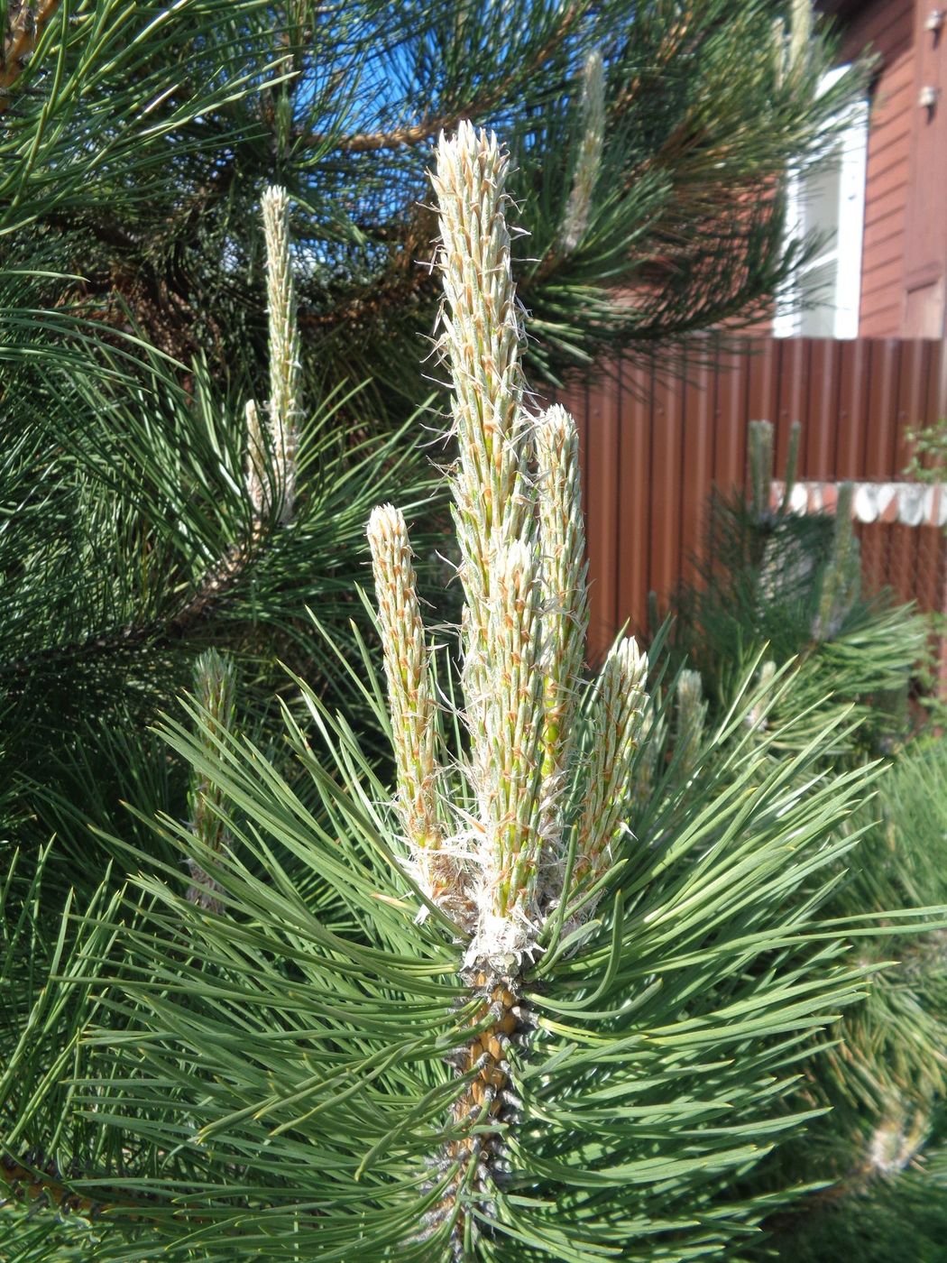 Image of genus Pinus specimen.
