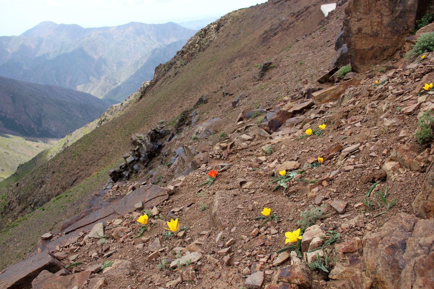 Изображение особи Tulipa dubia.