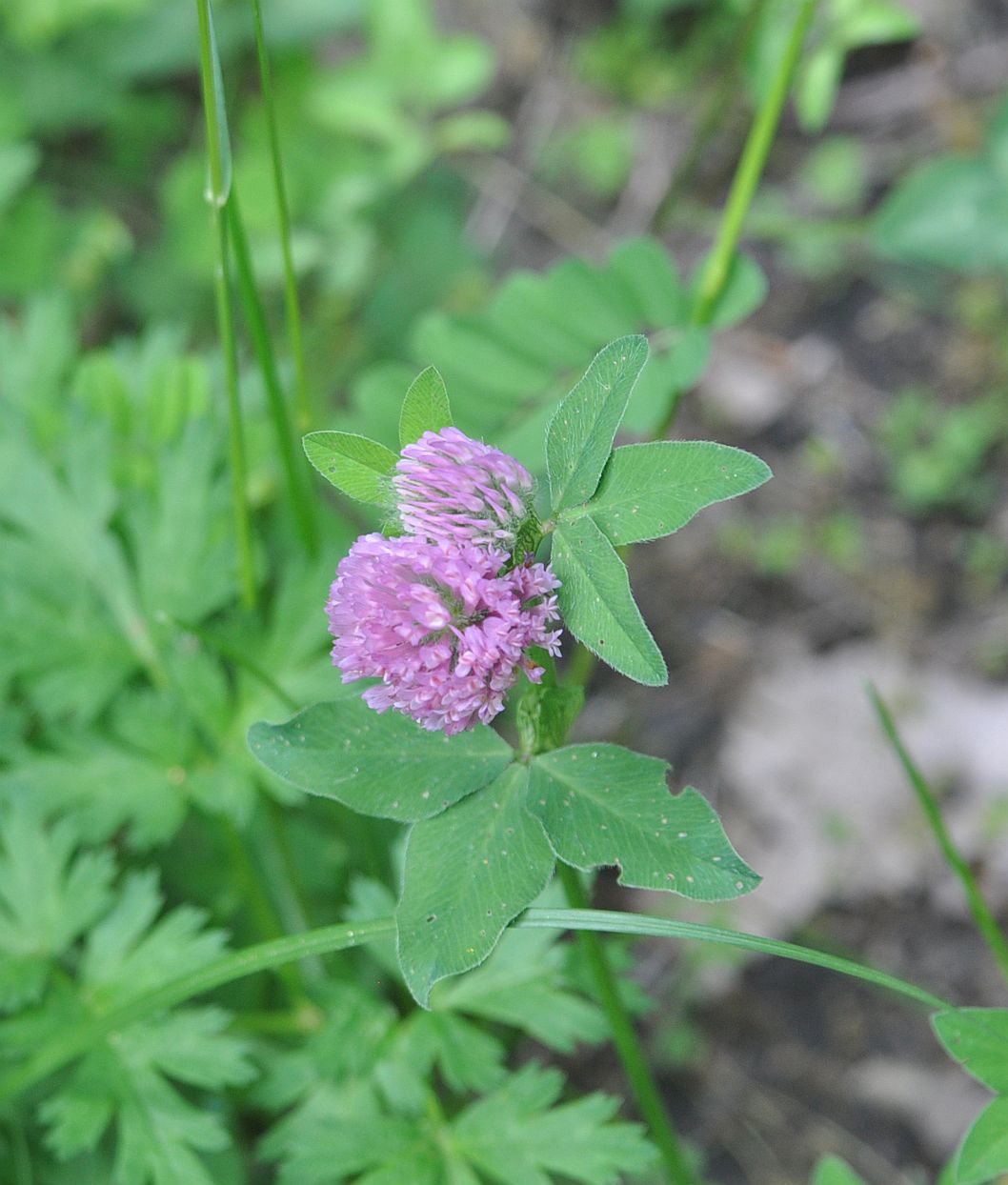 Изображение особи Trifolium pratense.