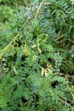 Astragalus galegiformis. Части побегов цветущего и плодоносящего растения. Карачаево-Черкесия, Карачаевский р-н, Джамагатское ущелье, край пастбища. 29.07.2018.