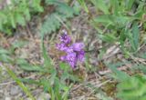 genus Polygala