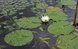 Nymphaea tetragona