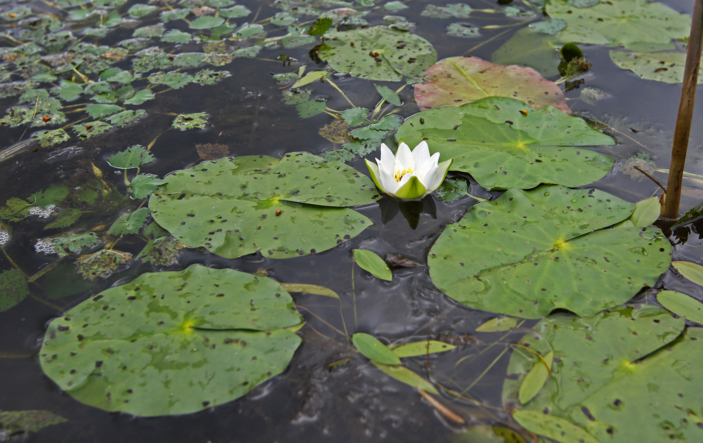 Изображение особи Nymphaea tetragona.