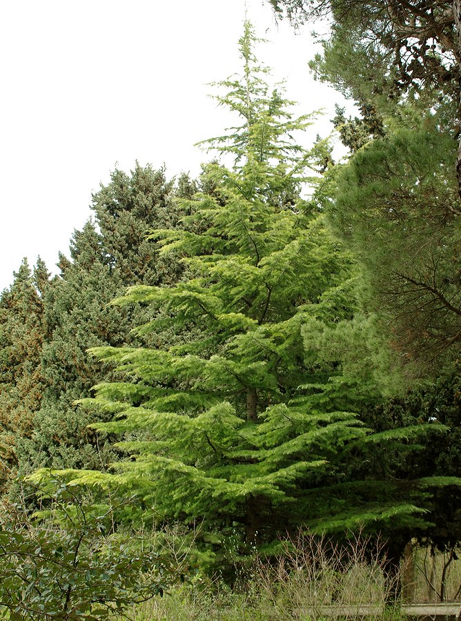 Image of Cedrus deodara specimen.