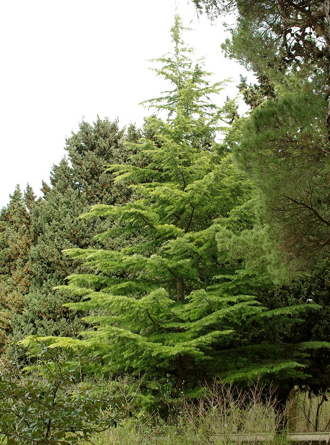 Изображение особи Cedrus deodara.