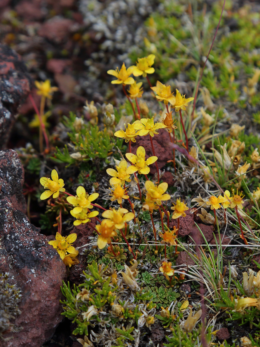 Image of Saxifraga serpyllifolia specimen.