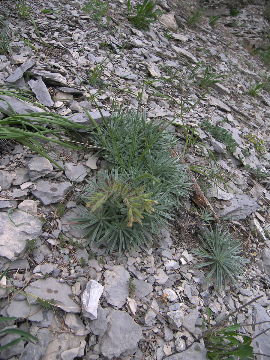 Image of Onosma polyphylla specimen.