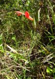 Gladiolus splendens