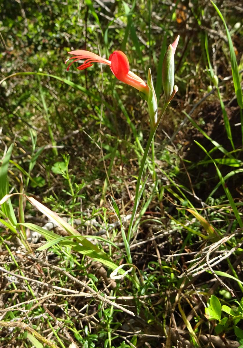 Изображение особи Gladiolus splendens.