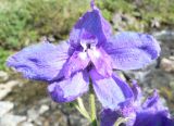 Delphinium brachycentrum подвид maydellianum. Цветок. Чукотка, Билибинский р-н, напротив рудника Каральвеем, долина ручья, подошва каменистого склона. 02.08.2018.