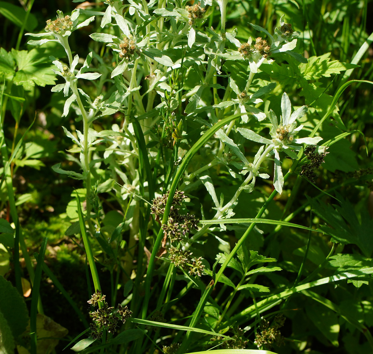 Image of Gnaphalium uliginosum specimen.