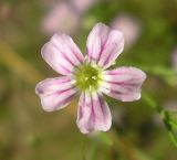 Image of taxon representative. Author is Владимир Свириденко