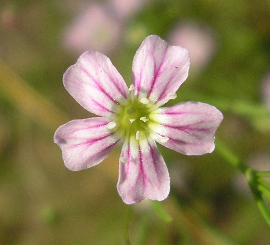 Изображение особи Psammophiliella muralis.