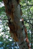 Betula turkestanica