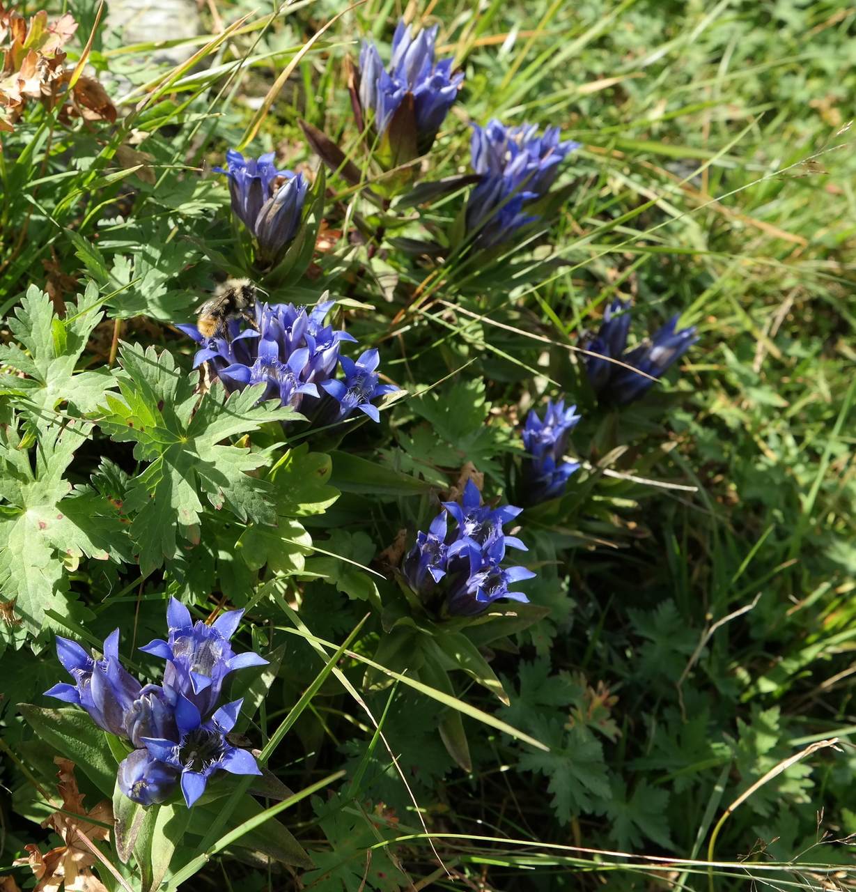 Image of Gentiana septemfida specimen.