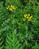 Bupleurum aureum ssp. porfirii