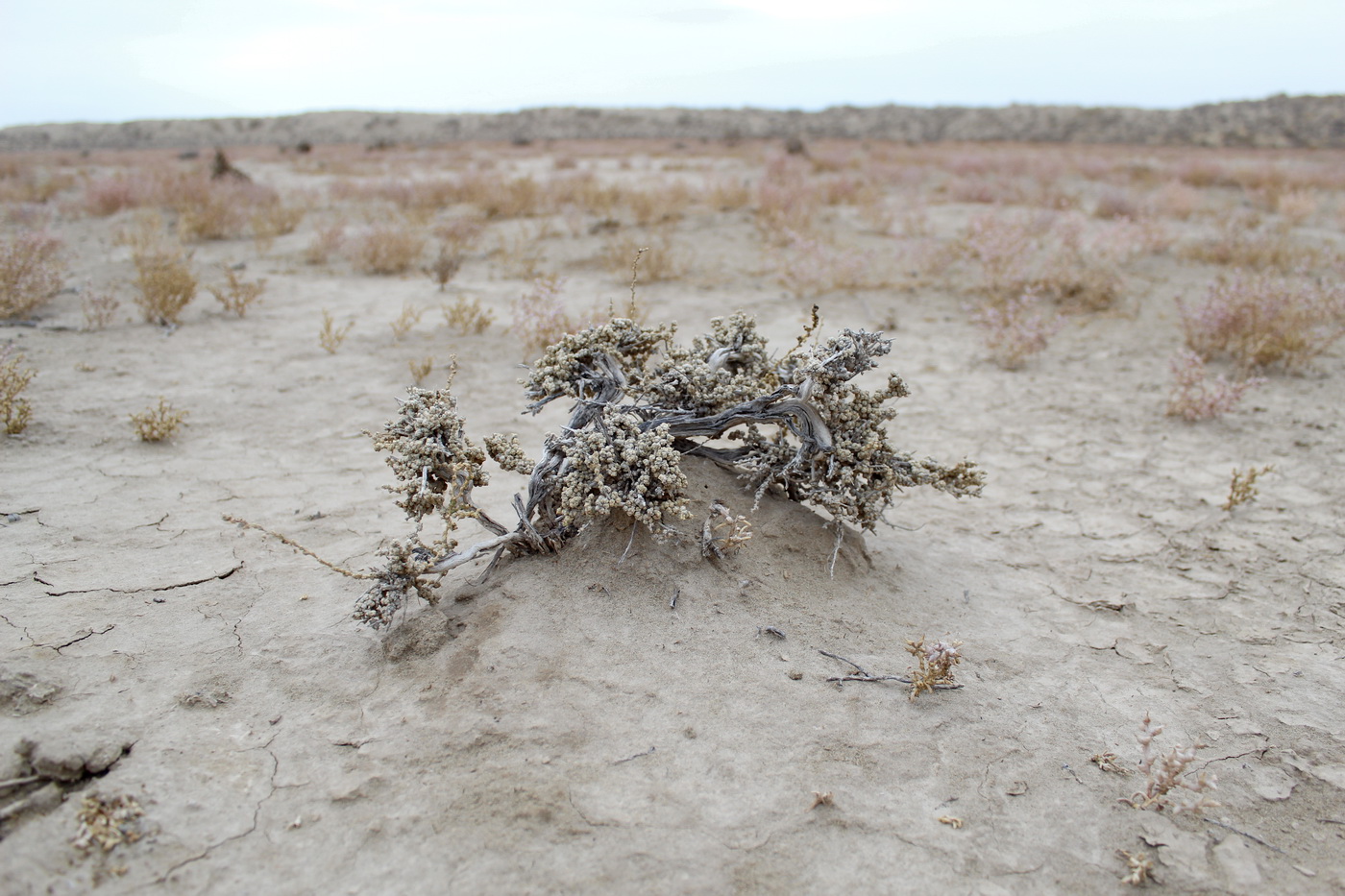 Image of Salsola gemmascens specimen.