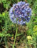 Allium caeruleum