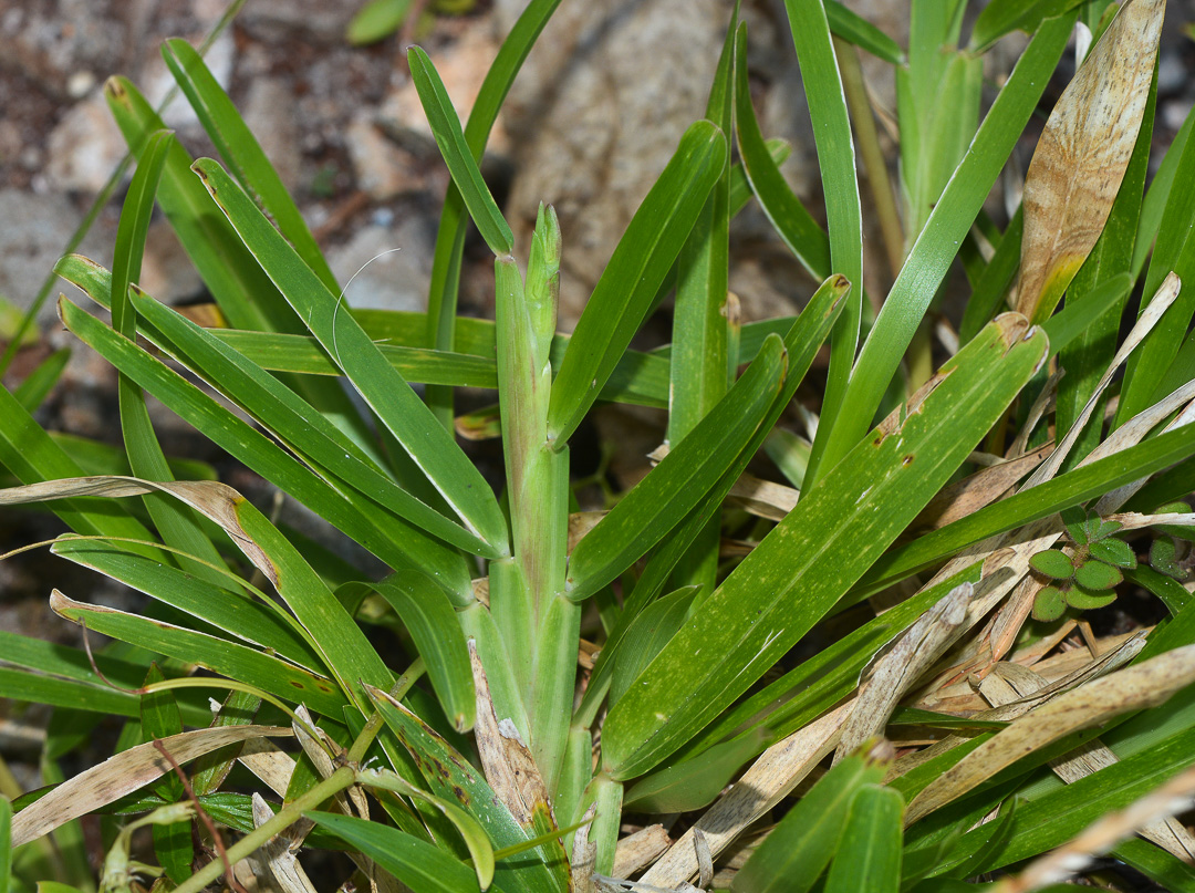 Image of Stenotaphrum dimidiatum specimen.