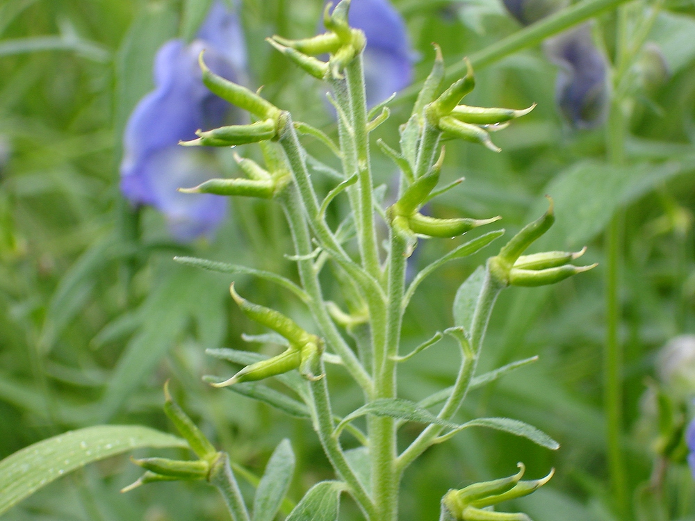 Изображение особи Aconitum maximum.