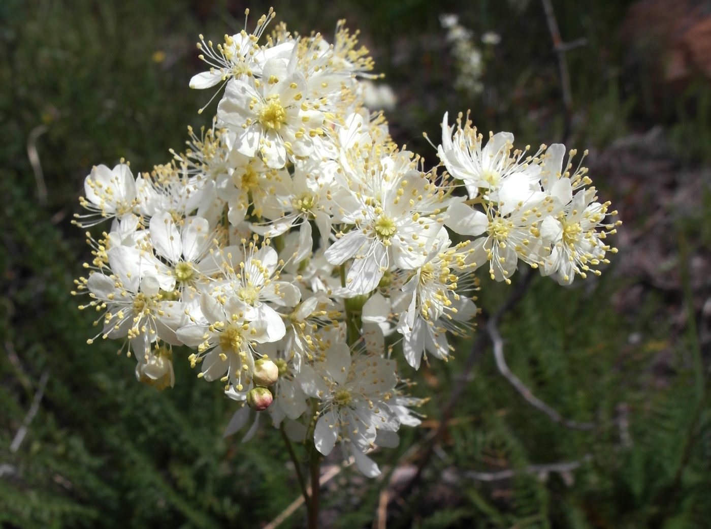 Image of Filipendula vulgaris specimen.