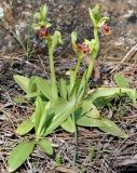 Ophrys flavomarginata