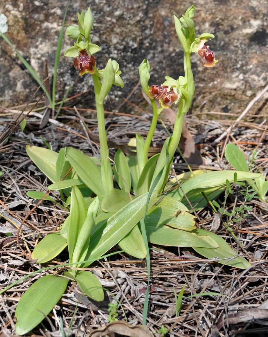 Image of Ophrys flavomarginata specimen.