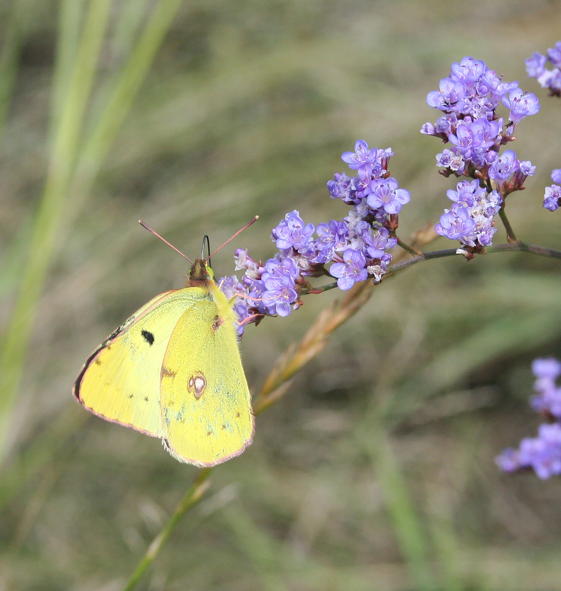 Image of Limonium gmelinii specimen.