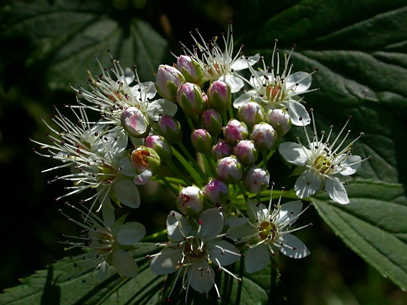 Image of Physocarpus opulifolius specimen.