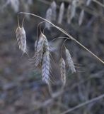 Bromus squarrosus. Верхушка плодоносящего растения. Крым, Сакский р-н, окр. пос. Прибрежное, закустаренное степное прибрежье между морем и Симферопольским шоссе. 10.08.2017.