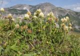 Trifolium trichocephalum