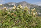 Trifolium trichocephalum. Цветущие растения. Адыгея, Кавказский биосферный заповедник, гора Гузерипль, ≈ 2150 м н.у.м., альпийский луг. 26.07.2015.