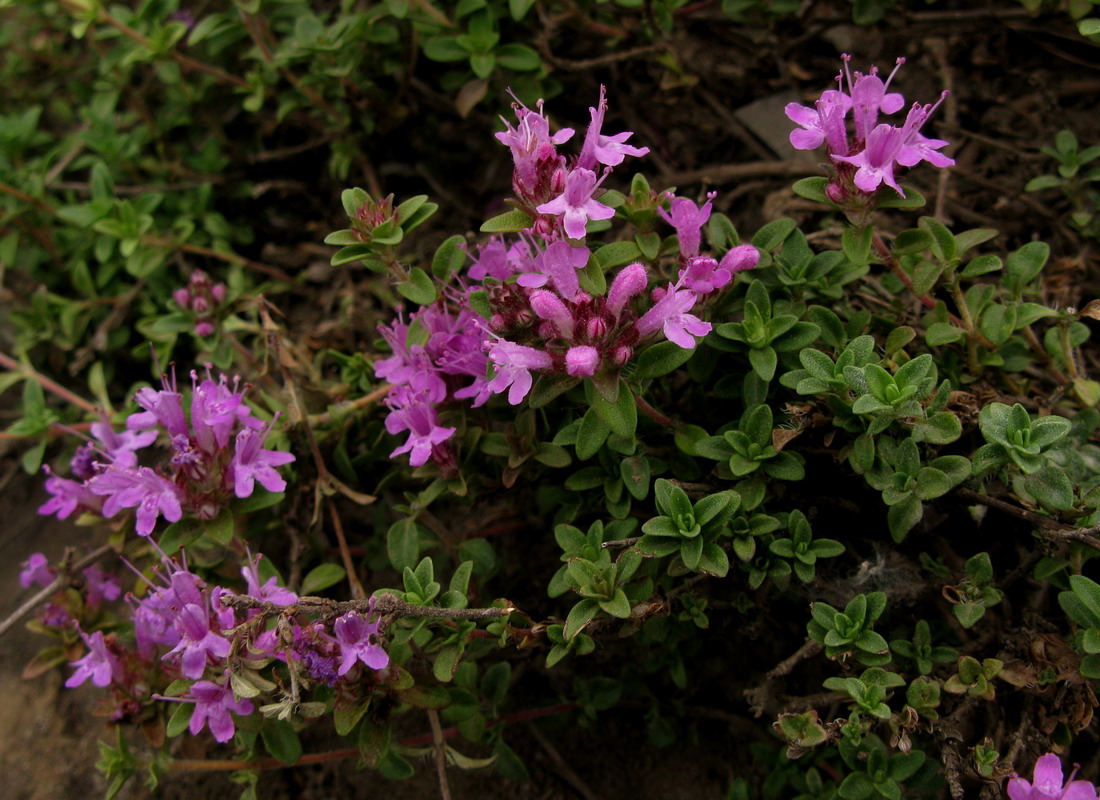 Изображение особи Thymus mongolicus.