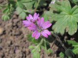 Geranium molle