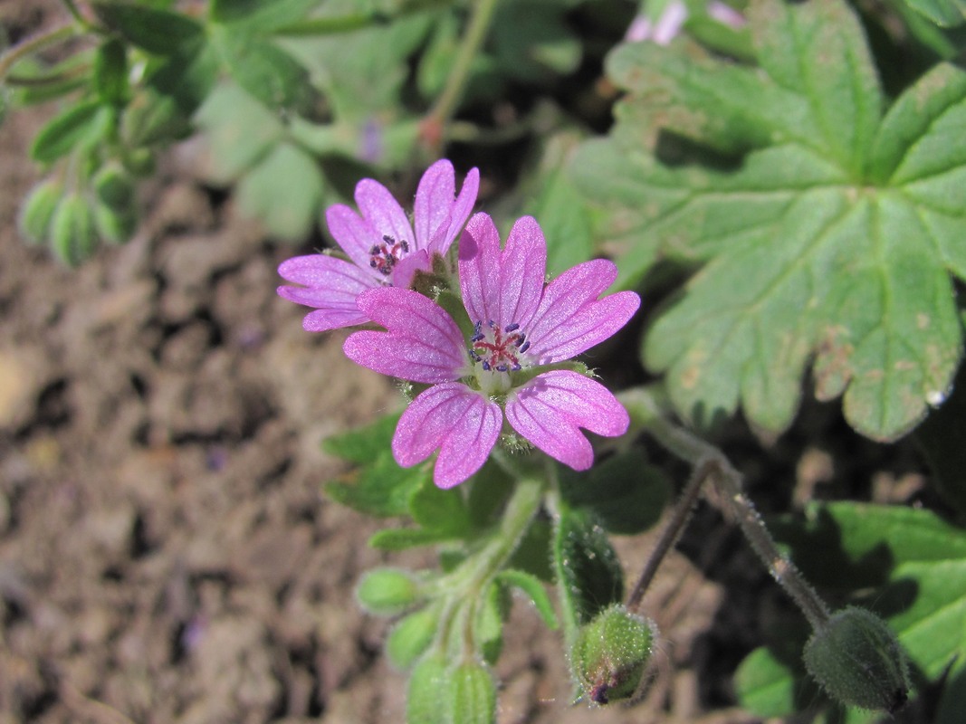 Image of Geranium molle specimen.