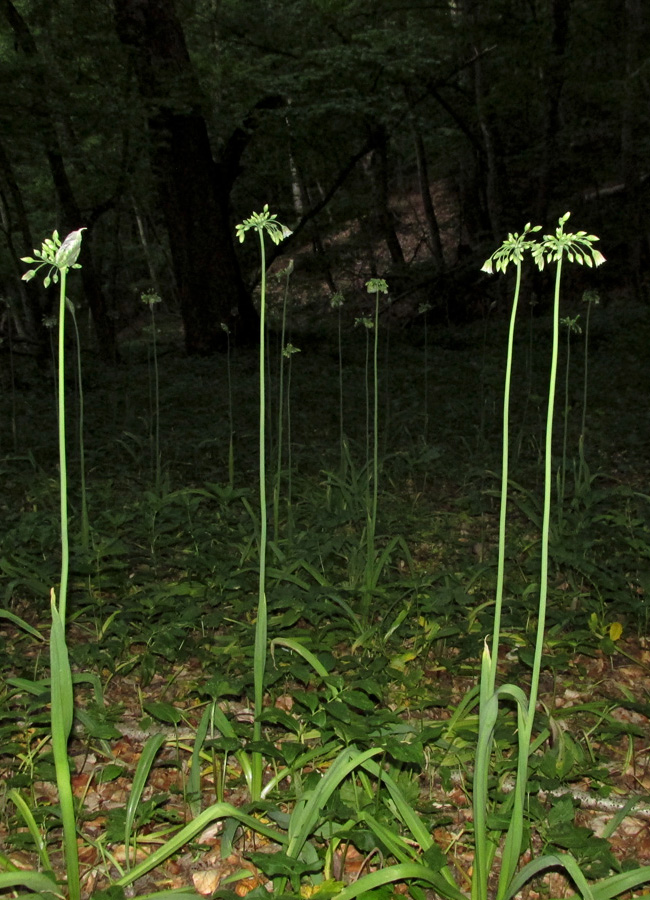 Image of Nectaroscordum bulgaricum specimen.