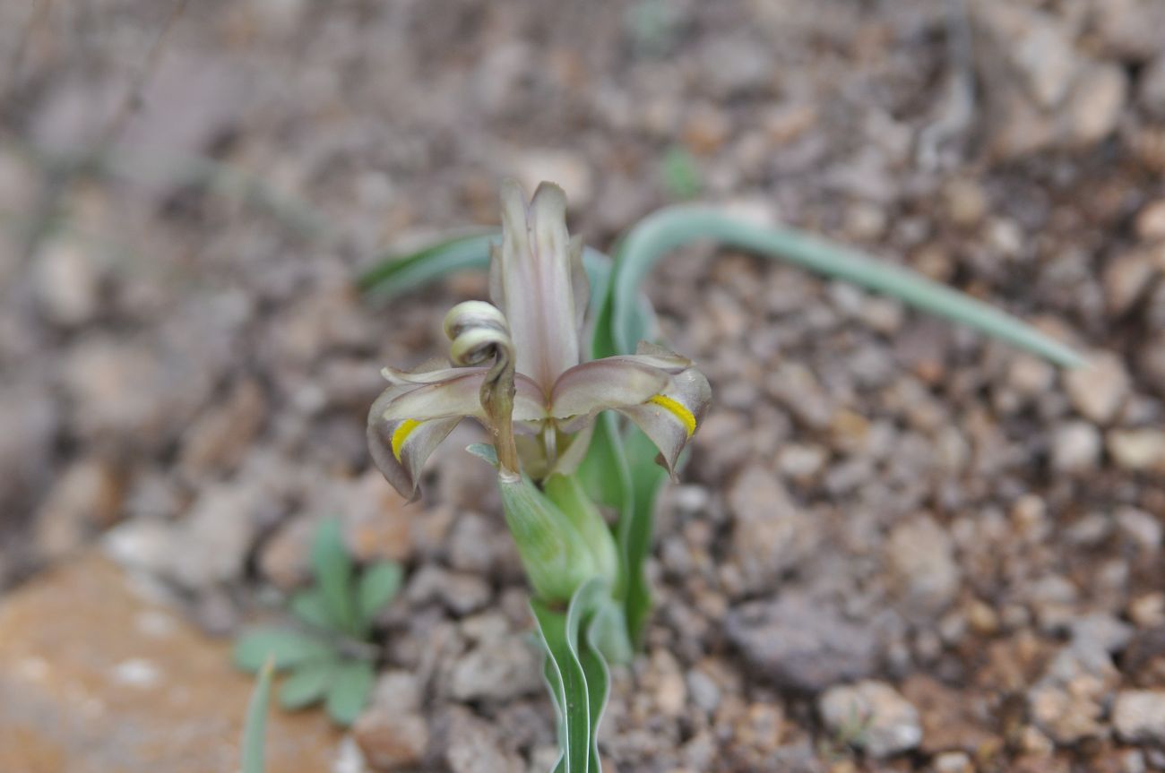 Image of Juno caucasica specimen.