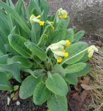 Primula veris. Цветущее растение. Тверская обл., г. Тверь, городской сад, клумба. 7 мая 2019 г.
