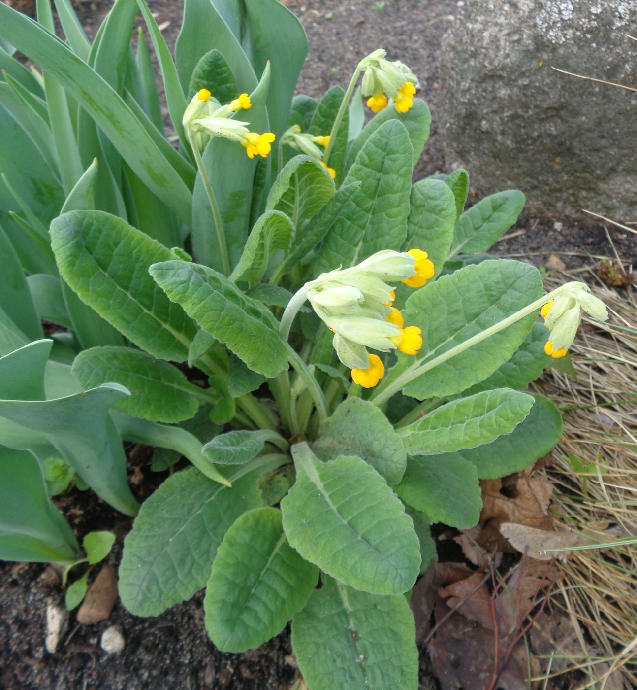 Image of Primula veris specimen.