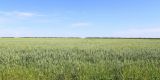 Avena sativa