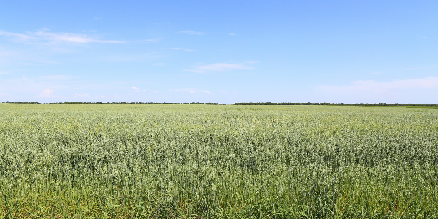 Image of Avena sativa specimen.